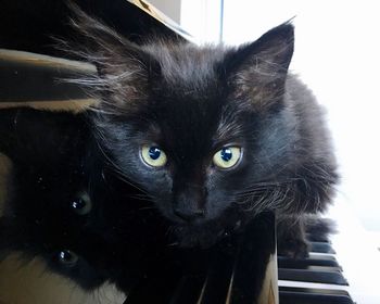 Close-up portrait of black cat