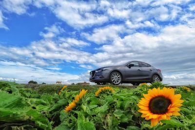 Sunflowers on field against cloudy sky