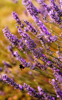 Ape, su lavanda in toscana 