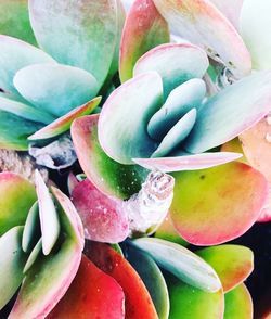 Close-up of succulent plant