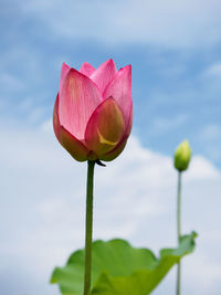 Close-up of pink lotus water lily blooming against sky