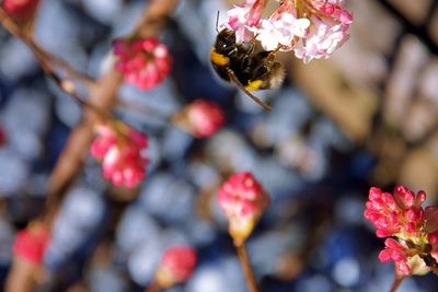 Close-up of bee on flowering plant