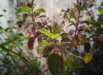 Close-up of flowering plant against blurred background
