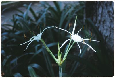 Close-up of plant