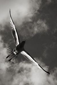 Low angle view of bird flying against sky