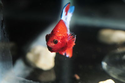 Close-up of fish swimming in water