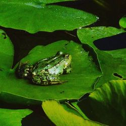 Close-up of green leaves