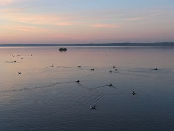 Swans swimming in lake against sky during sunset
