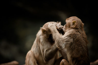 Monkey checking parasite for its mate