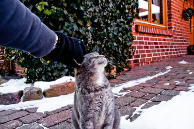 Cropped hand petting cat on snow covered footpath