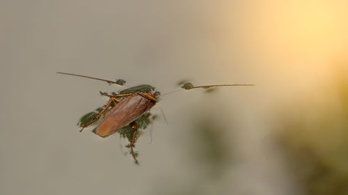 Close-up of insect