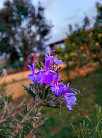 Close-up of flower blooming outdoors