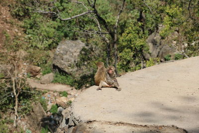 Monkey sitting on rock