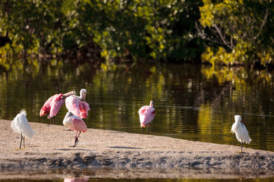 Birds by lake