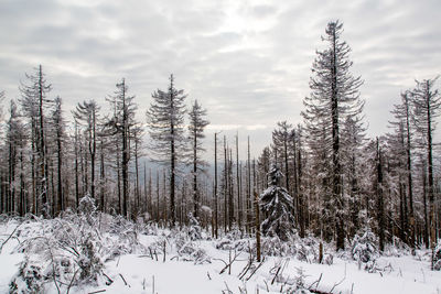 Trees on snow covered field against sky