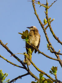 Low angle view of bird perching on tree against sky