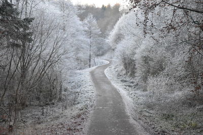 Road amidst trees during winter