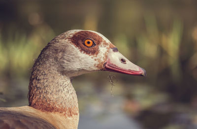 Close-up of egyptian goose