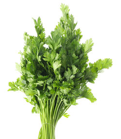 Close-up of fresh green leaf against white background