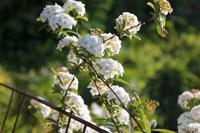 Close-up of white flowering plant
