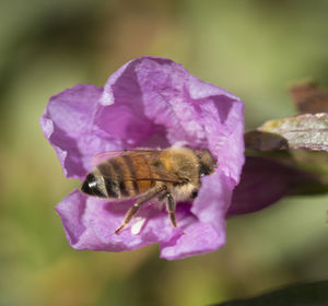 Close-up of honey bee on purple flower