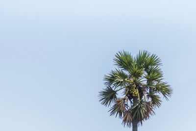 Low angle view of coconut palm tree against clear sky