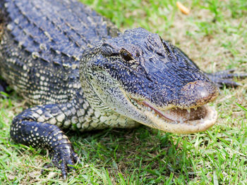 Close-up of a alligator on grass