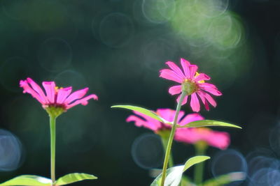 Close-up of pink flowering plant