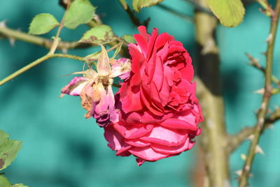 Close-up of pink rose