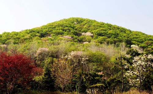 Scenic view of forest against clear sky