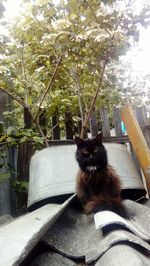 Portrait of cat sitting on plant by tree