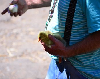 Midsection of man holding ducklings