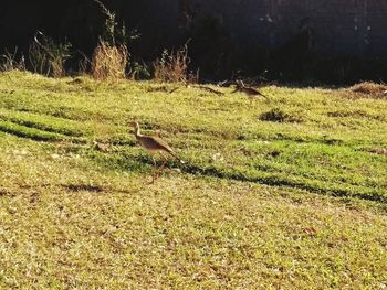 View of bird on field