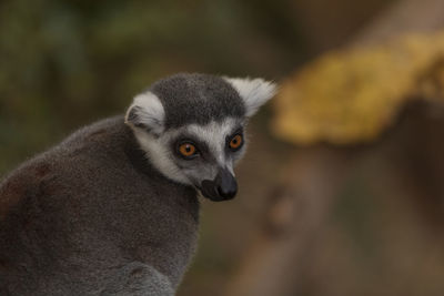 Lemur looking away