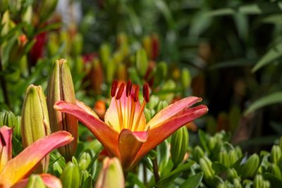 Close-up of red lily