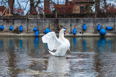 Swan dance