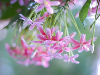 Close-up of pink flowering plant