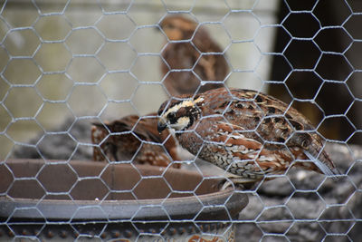 Close-up of bobwhite quail