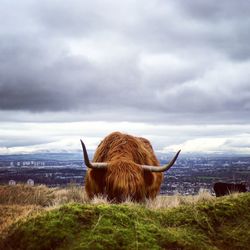 Cow grazing on field against sky