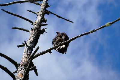 Low angle view of turkey vulture perching on tree against blue sky