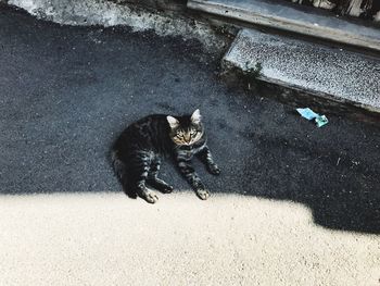 High angle view of black cat sitting outdoors