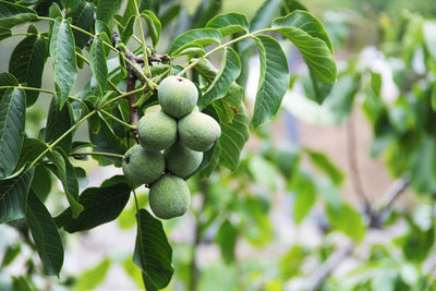 Close-up of berries growing on tree