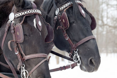 Close-up of horse outdoors