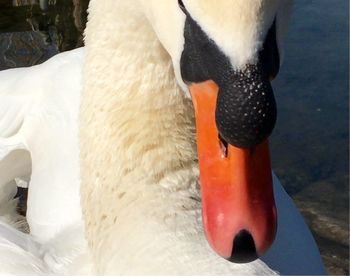 Close-up of white dog