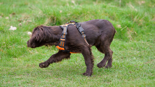 Brown dog in a field