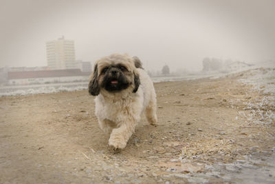 Dog on beach against sky