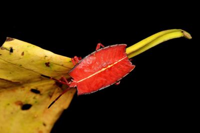 Close-up of autumn leaf on fruit against black background