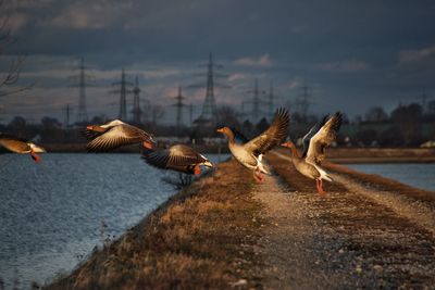 Birds flying over lake against sky