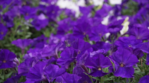 Close-up of purple flowers