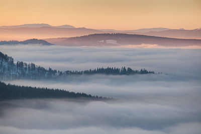 Winter landscape from rodnei mountains. foggy mornings with pine trees in the frozen national park.